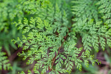 Odontosoria chinensis is a fern in the family Lindsaeaceae. lace fern. pala'ā, palae, or palapala'ā. Poamoho Trail, Wahiawa, Honolulu, Oahu, Hawaii. Koʻolau Range ( shield volcano )