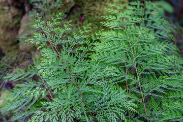 Odontosoria chinensis is a fern in the family Lindsaeaceae. lace fern. pala'ā, palae, or palapala'ā. Poamoho Trail, Wahiawa, Honolulu, Oahu, Hawaii. Koʻolau Range ( shield volcano )