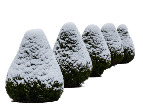 Row of snowcovered conical evergreen bushes on a white background.