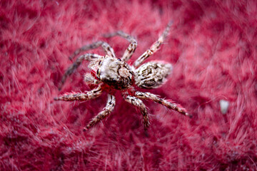 Delicate Hunter, Bold Background