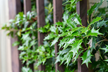 鋭いフォルムが印象的なヒイラギの植物