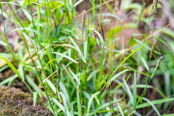 Setaria parviflora is a species of grass, marsh bristlegrass,  knotroot bristle-grass,  bristly foxtail and yellow bristlegrass. Poamoho Trail, Wahiawa, Honolulu, Oahu, Hawaii. Koʻolau Range 