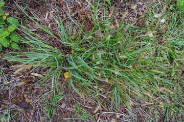 Setaria parviflora is a species of grass, marsh bristlegrass,  knotroot bristle-grass,  bristly foxtail and yellow bristlegrass. Poamoho Trail, Wahiawa, Honolulu, Oahu, Hawaii. Koʻolau Range 