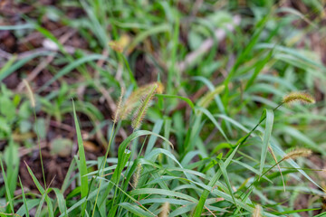 Setaria parviflora is a species of grass, marsh bristlegrass,  knotroot bristle-grass,  bristly foxtail and yellow bristlegrass. Poamoho Trail, Wahiawa, Honolulu, Oahu, Hawaii. Koʻolau Range 