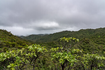 Obraz premium Psychotria mariniana, the forest wild coffee or kōpiko, is a tree endemic to Hawaiʻi. Poamoho Trail, Wahiawa, Honolulu, Oahu, Hawaii. Koʻolau Range ( shield volcano )