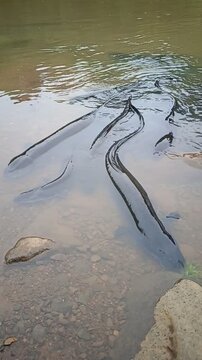 Giant ell on the river