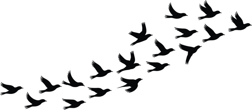 Vector Silhouette Flock of Flying Birds, Migration, Freedom, Teamwork, and Natural V-Formation Graphic