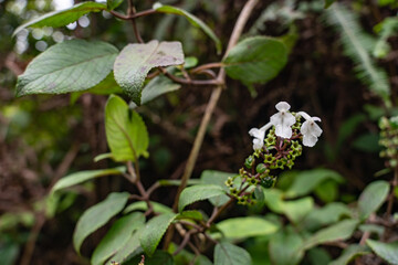 Phyllostegia grandiflora (Gaudich.) Benth - Oahu, Phyllostegia is a genus of flowering plant in the mint family, Lamiaceae. Poamoho Trail, Wahiawa, Honolulu, Oahu, Hawaii. Koʻolau Range