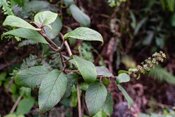 Phyllostegia grandiflora (Gaudich.) Benth - Oahu, Phyllostegia is a genus of flowering plant in the mint family, Lamiaceae. Poamoho Trail, Wahiawa, Honolulu, Oahu, Hawaii. Koʻolau Range