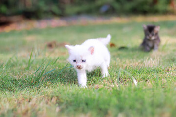 Fototapeta premium Two adorable kittens playing in the grass on a sunny day bringing joy to nature