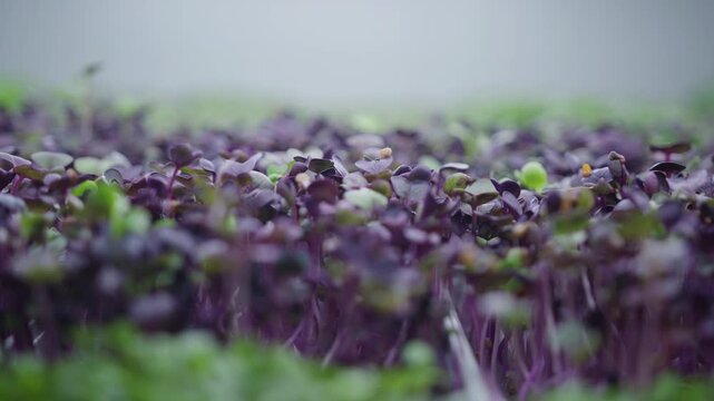 Growing micro leaves from sprout seeds in a bright indoor garden space