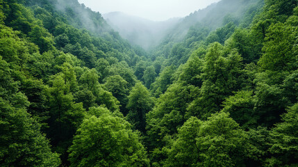 Lush green forest valley with soft mist and tranquil cinematic atmosphere