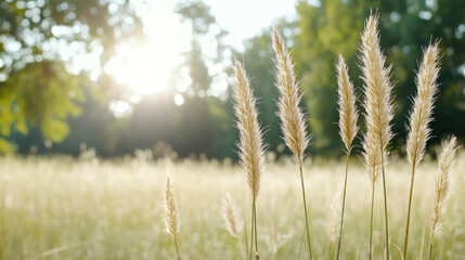 Fototapeta premium Golden tall grass in sunlit meadow evoking calm and warmth