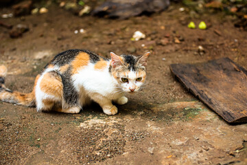 Calico Cat Alert Calico Cat outdoors with expressive eyes ready to pounce