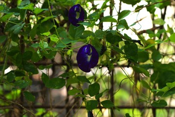 butterfly pea flowers on a vine