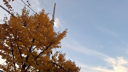 red and yellow, fall, autumn,leaves, nature, sky,leaf,season,가을 계절 낙엽 풍경