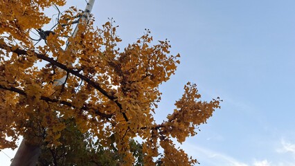 red and yellow, fall, autumn,leaves, nature, sky,leaf,season,가을 계절 낙엽 풍경