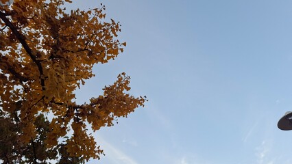 red and yellow, fall, autumn,leaves, nature, sky,leaf,season,가을 계절 낙엽 풍경