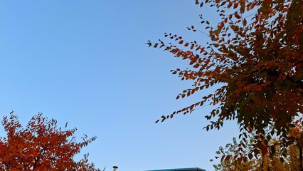 red and yellow, fall, autumn,leaves, nature, sky,leaf,season,가을 계절 낙엽 풍경