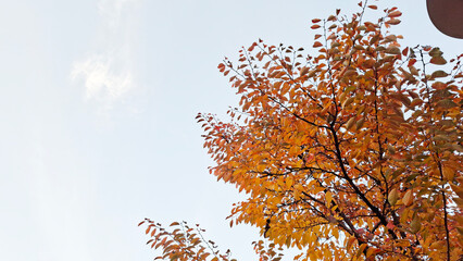 red and yellow, fall, autumn,leaves, nature, sky,leaf,season,가을 계절 낙엽 풍경