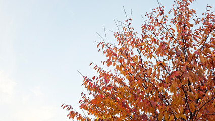 red and yellow, fall, autumn,leaves, nature, sky,leaf,season,가을 계절 낙엽 풍경