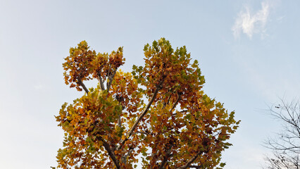 red and yellow, fall, autumn,leaves, nature, sky,leaf,season,가을 계절 낙엽 풍경