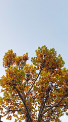red and yellow, fall, autumn,leaves, nature, sky,leaf,season,가을 계절 낙엽 풍경