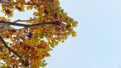 red and yellow, fall, autumn,leaves, nature, sky,leaf,season,가을 계절 낙엽 풍경