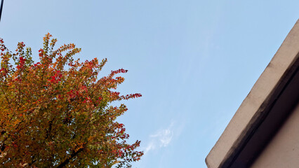 red and yellow, fall, autumn,leaves, nature, sky,leaf,season,가을 계절 낙엽 풍경