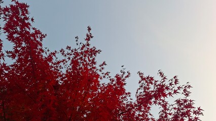 red and yellow, fall, autumn,leaves, nature, sky,leaf,season,가을 계절 낙엽 풍경