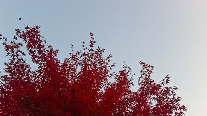 red and yellow, fall, autumn,leaves, nature, sky,leaf,season,가을 계절 낙엽 풍경