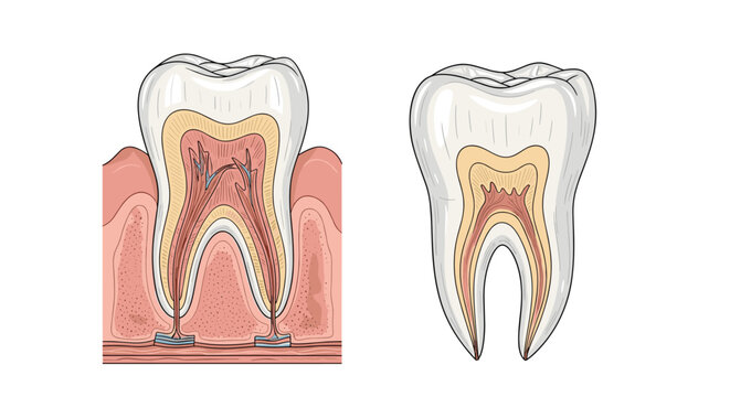 Understanding tooth anatomy and internal structures to better comprehend dental health concerns.