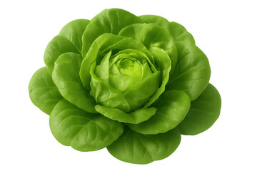 Obraz premium Fresh green butter lettuce forming a round head, raw vegetable for healthy salad ingredients, transparent background