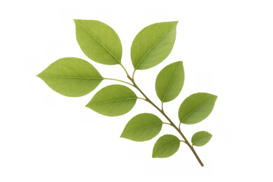 Fresh green leaves growing on a branch, symbolizing nature, growth, and sustainability on transparent background