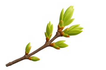 New spring growth emerging on a tree branch, fresh green leaves bursting from buds, signaling a vibrant season beginning