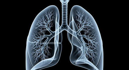 Transparent human lungs with branching bronchioles on black background anatomy respiratory