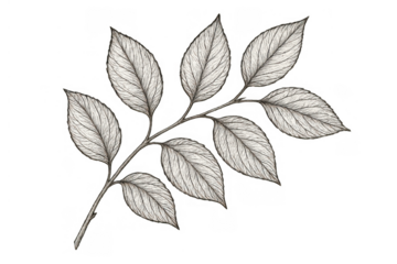 Botanical branch with multiple leaves, detailed hand-drawn sketch in monochrome pencil style, transparent background