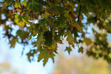 Detailed view of maple tree leaves showing the first signs of autumn with subtle yellow tones and a blurred forest background.