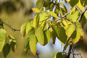 Close-up of fresh green leaves on a slender branch, captured in gentle natural light with a smooth, blurred background.