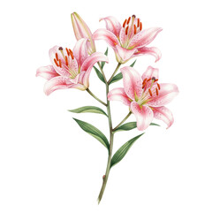 Fototapeta premium Elegant botanical illustration of pink lilies with refined stamen detail on transparent backdrop