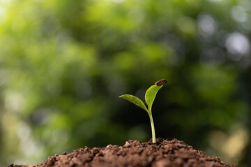 Macro focus growing pumpkin seed with visible Trichome