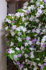 Close-up of very fragrant American jasmine flowers.