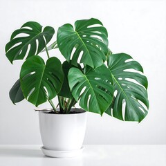 Potted Monstera plant against white