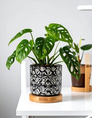 Potted Monstera plant on white surface