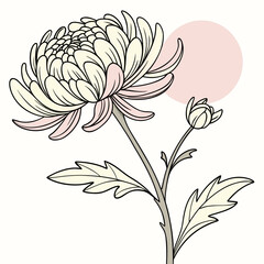 Chrysanthemum Flower 1