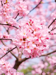 Fototapeta premium Blooming pink cherry blossom tree on transparent background
