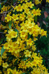 Carolina jasmine blooms in many yellow flowers in the garden.