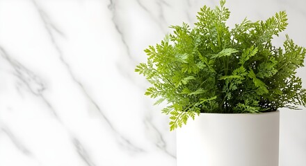 Close up of a lush green potted fern plant with delicate fronds in a clean white ceramic pot against a bright white marble background