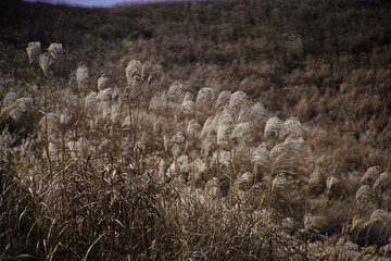 민둥산 억새 축제