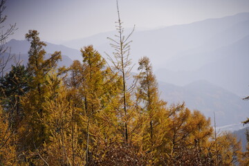 민둥산 억새 축제